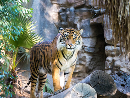 tiger standing on a log in the jungle