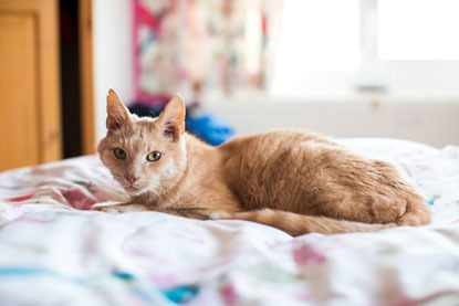 ginger cat on bedspread