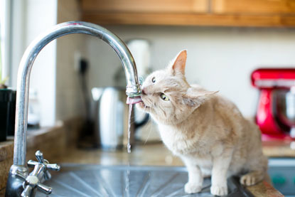 ginger cat drinking water from kitchen tap