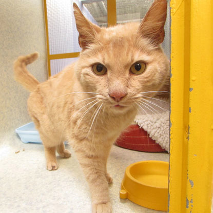 ginger cat in adoption centre pen