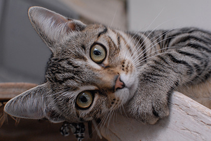 tabby kitten looking at camera