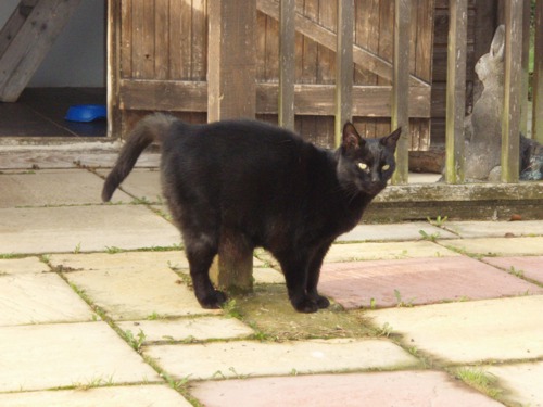 Black cat rubbing back against garden wooden pole