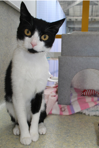 black and white cat in rescue centre pen