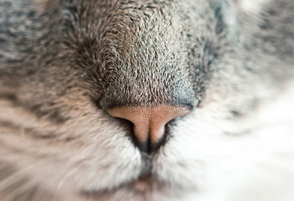 pink nose on grey cat