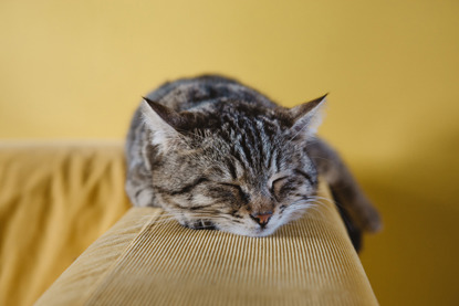 tabby cat asleep on back of sofa