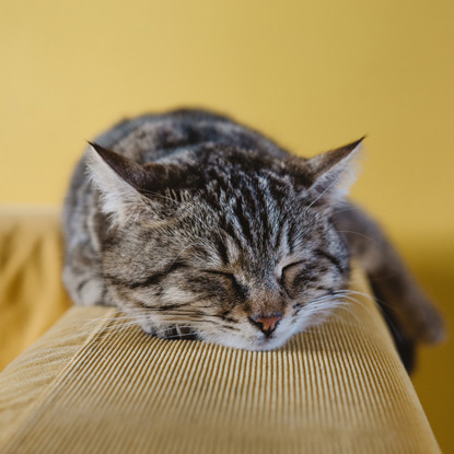 tabby cat sitting on back of sofa