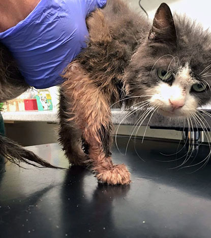 dirty grey cat covered in fleas