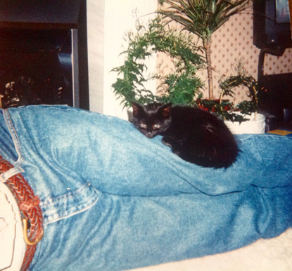 black cat lying on person's legs
