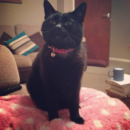 black cat sitting on pink spotty blanket