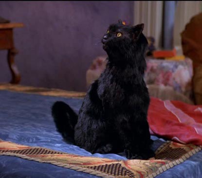 Salam black cat from Sabrina the Teenage Witch