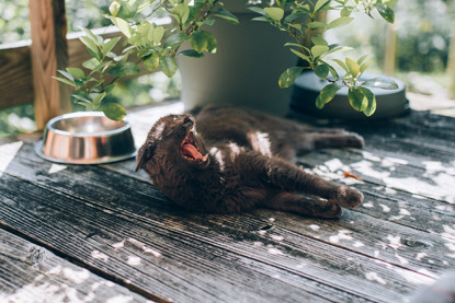 grey cat on garden decking yawning in shade