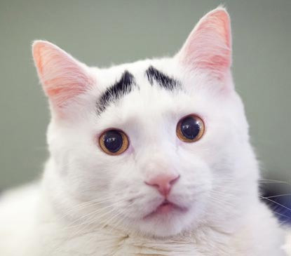 white cat with black eyebrow markings
