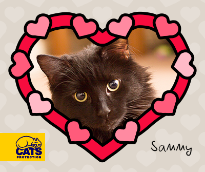 Black cat called Sammy in love hearts frame