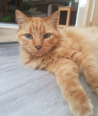 ginger cat on wooden flooring