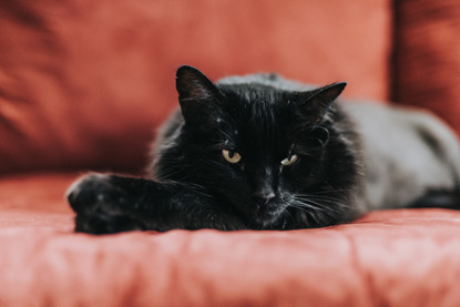 black cat lying on red sofa