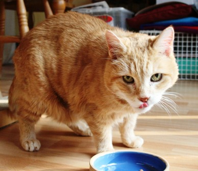 Elderly ginger cat licking lips after eating