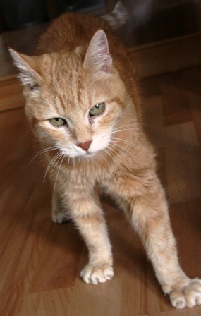 ginger cat standing on laminate flooring