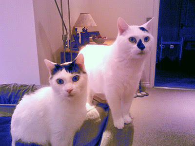 two white and tabby cats on arm of sofa