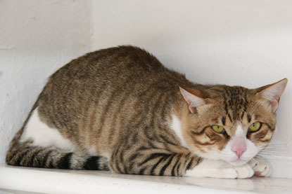 scared tabby cat crouching down