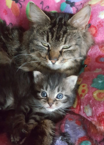 tabby mum with tabby kitten on blanket