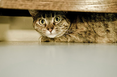 scared tabby cat hiding under furniture
