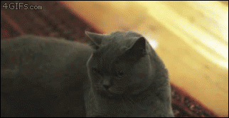 grey cat scowling gif