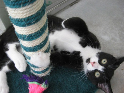 black and white cat relaxing by their scratching post