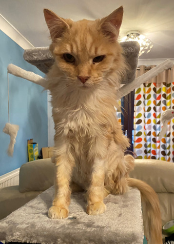 long-haired ginger cat looking skinny with bald patches