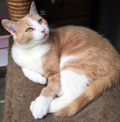 Ginger and white cat on tower