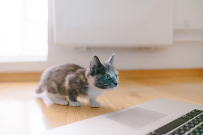 grey and white kitten looking at laptop screen