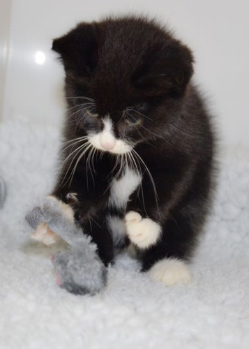 black kitten playing with fluffy grey toy