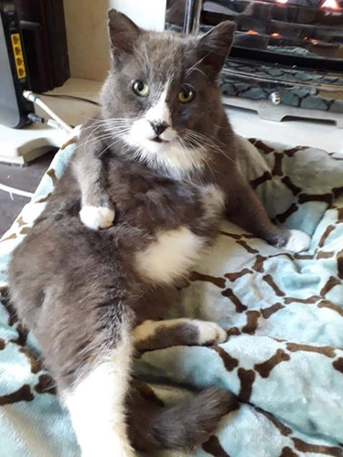 Grey cat relaxing on a blanket