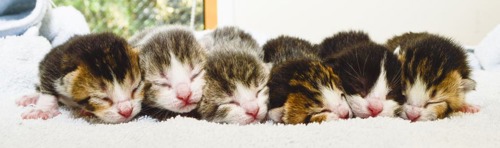 Six newborn kittens in a line