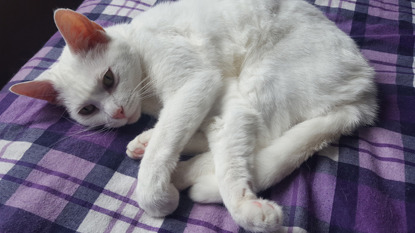 white cat lying on purple checked blanket