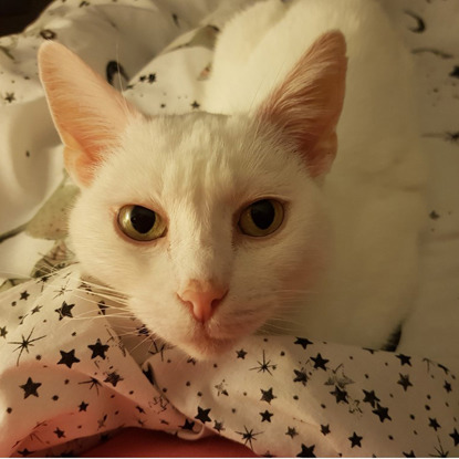 close up of white cat looking at camera