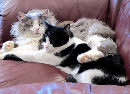 two cats sleeping together on a sofa