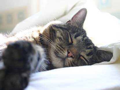 tabby cat asleep in white bedsheets
