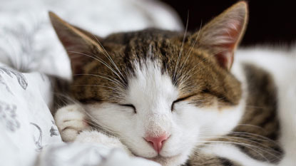 tabby and white cat asleep