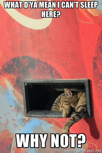 cat sleeping in vending machine meme