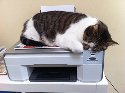 White and tabby cat sleeping on top of printer