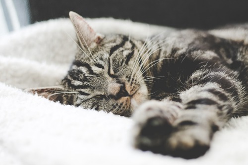 tabby cat sleeping in cat bed