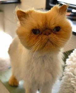 Tan Persian cat