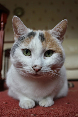 white cat with ginger and black markings