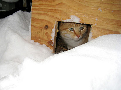ginger cat sitting in wooden shelter in the snow