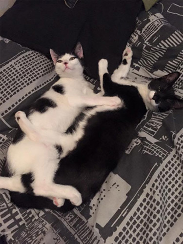 two black and white cats lying together on bedsheets