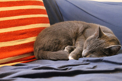 grey cat asleep on blue sofa