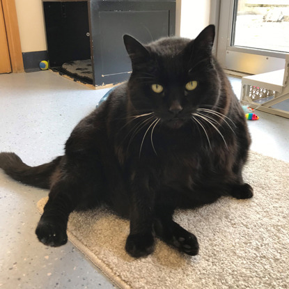overweight black cat sitting on floor