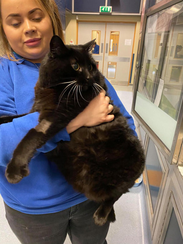 overweight black cat being held by a cat care assistant