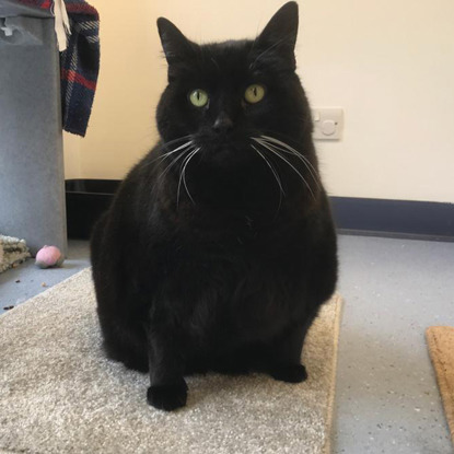 overweight black cat sitting on carpet