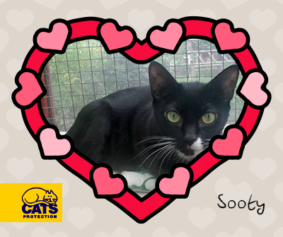Black cat called Sooty in love hearts frame